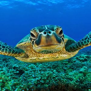 Beach Weddings Abroad Seychelles Weddings Sea Turtle