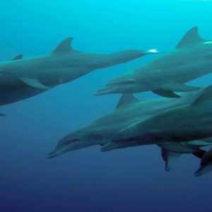 Kuramathi Maldives Maldives Weddings Abroad Dolphins