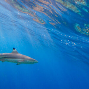 Shark In The House Reef OBLU By Atmosphere Helengeli Maldives Beach Weddings Abroad