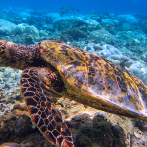 House Reef Turtles OBLU By Atmosphere Helengeli Maldives Beach Weddings Abroad